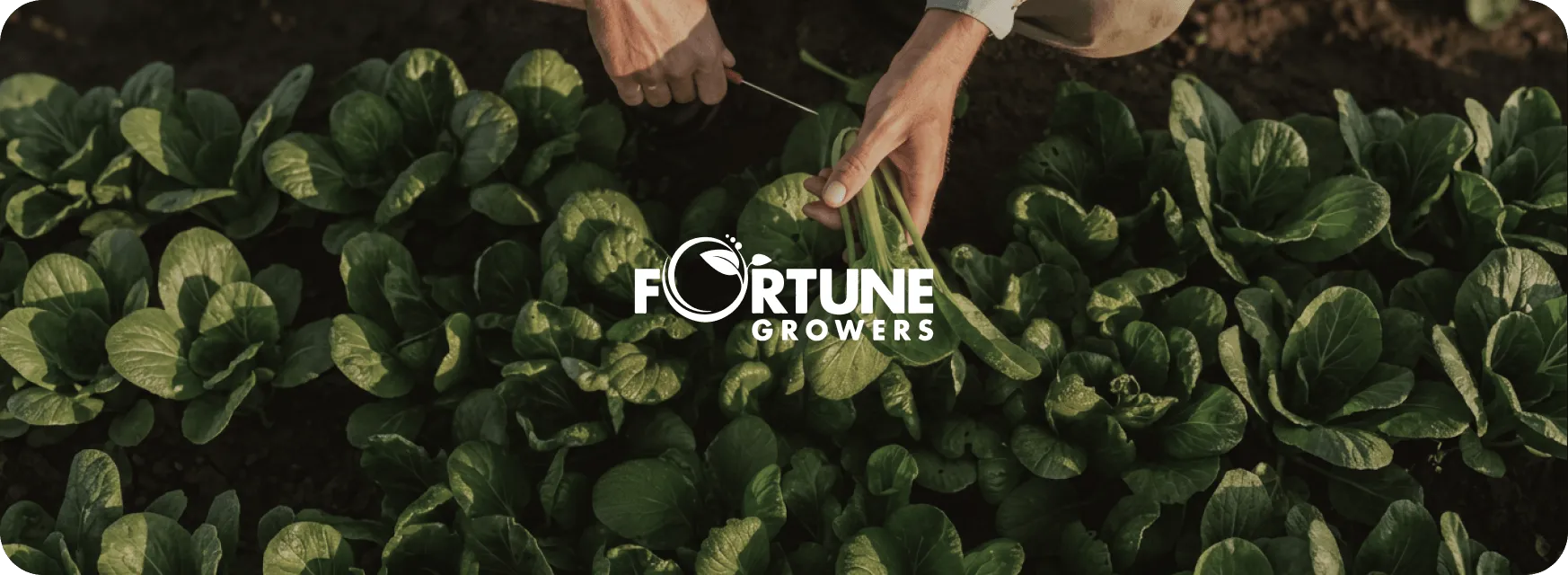 Empresa exportadora y de logística para el sector agrícola